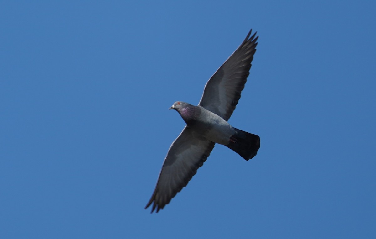 Rock Pigeon (Feral Pigeon) - ML211273781