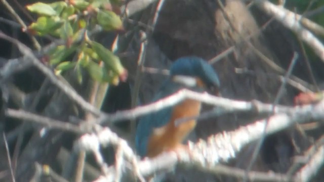 Common Kingfisher - ML211273901