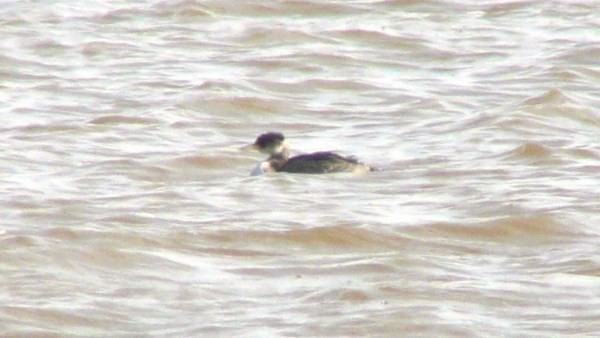 Red-necked Grebe - ML21127501