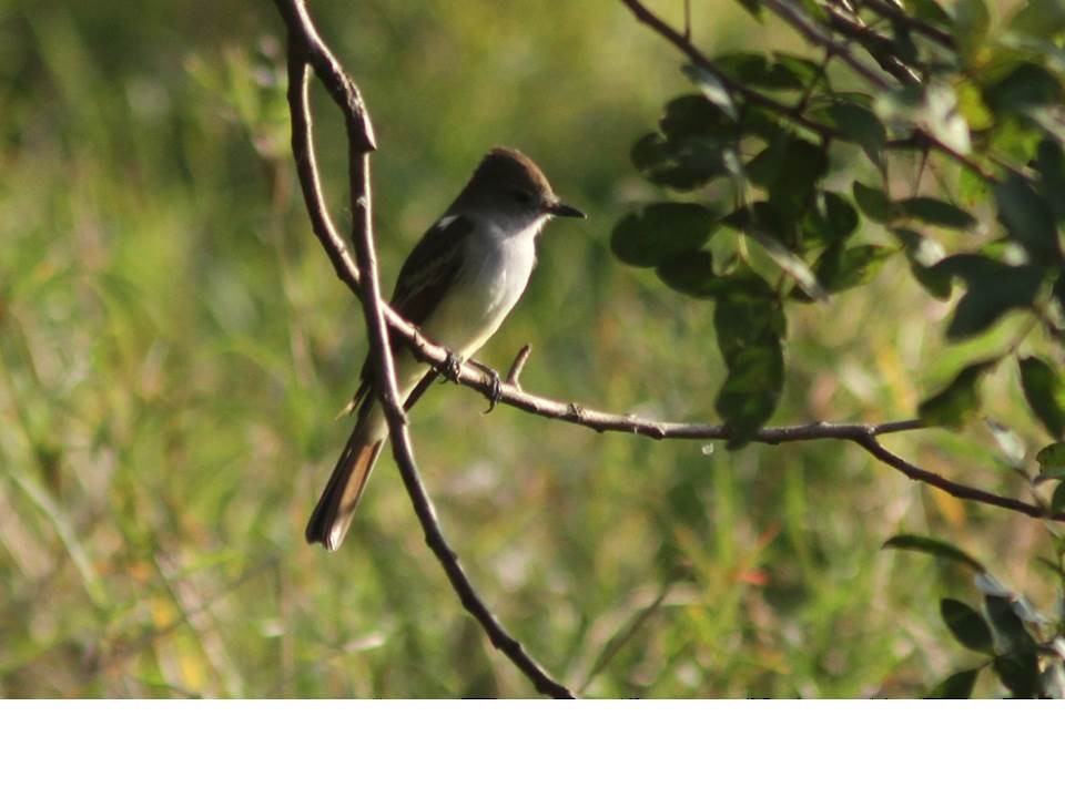 Ash-throated Flycatcher - Paul Marvin