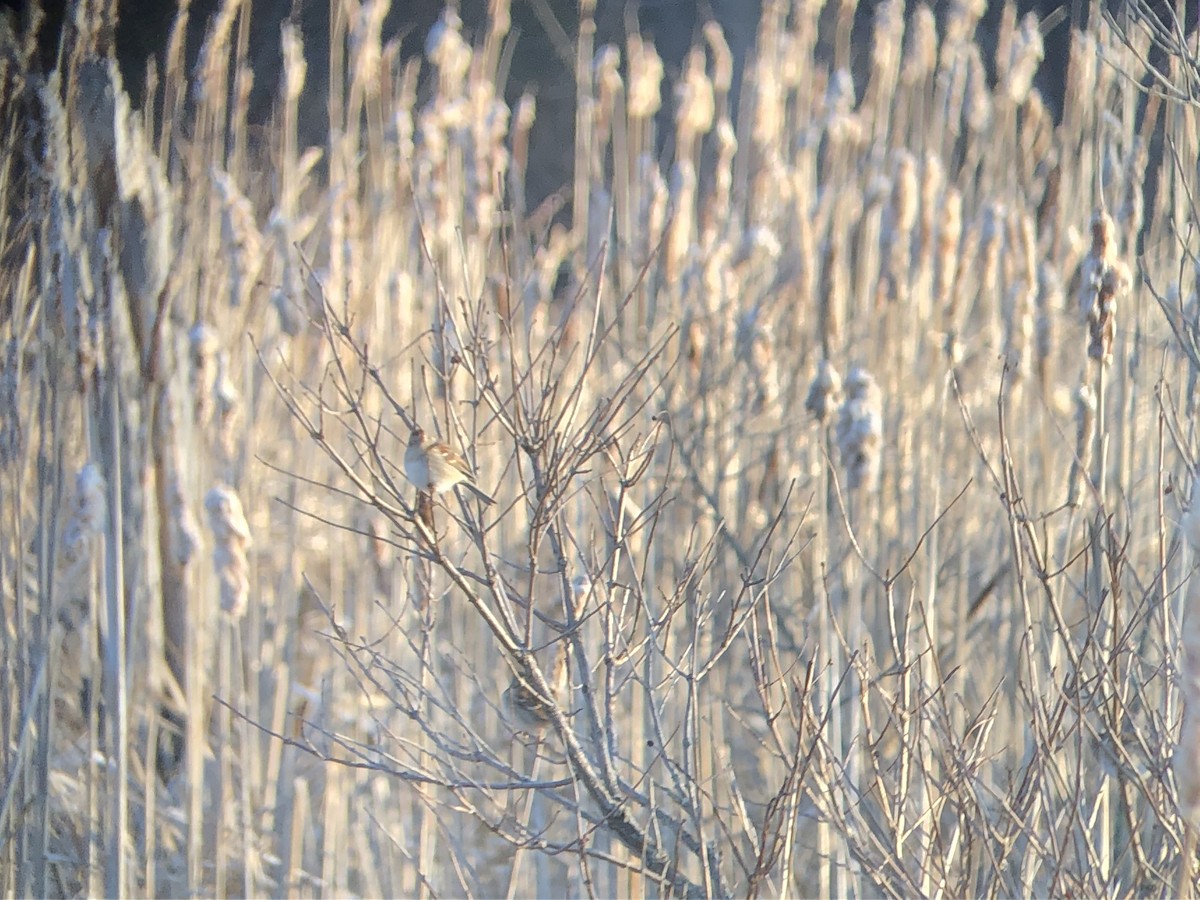 Field Sparrow - Marshall Iliff