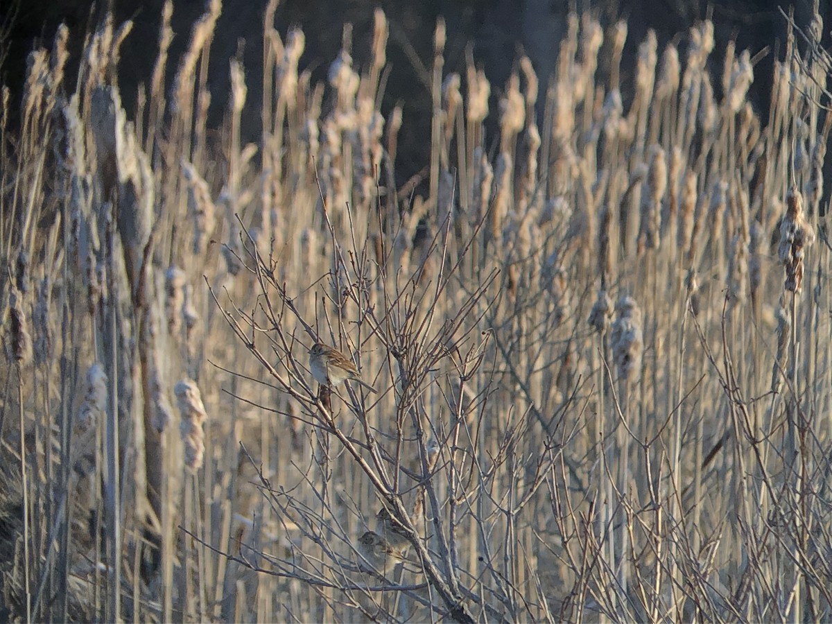 Field Sparrow - Marshall Iliff