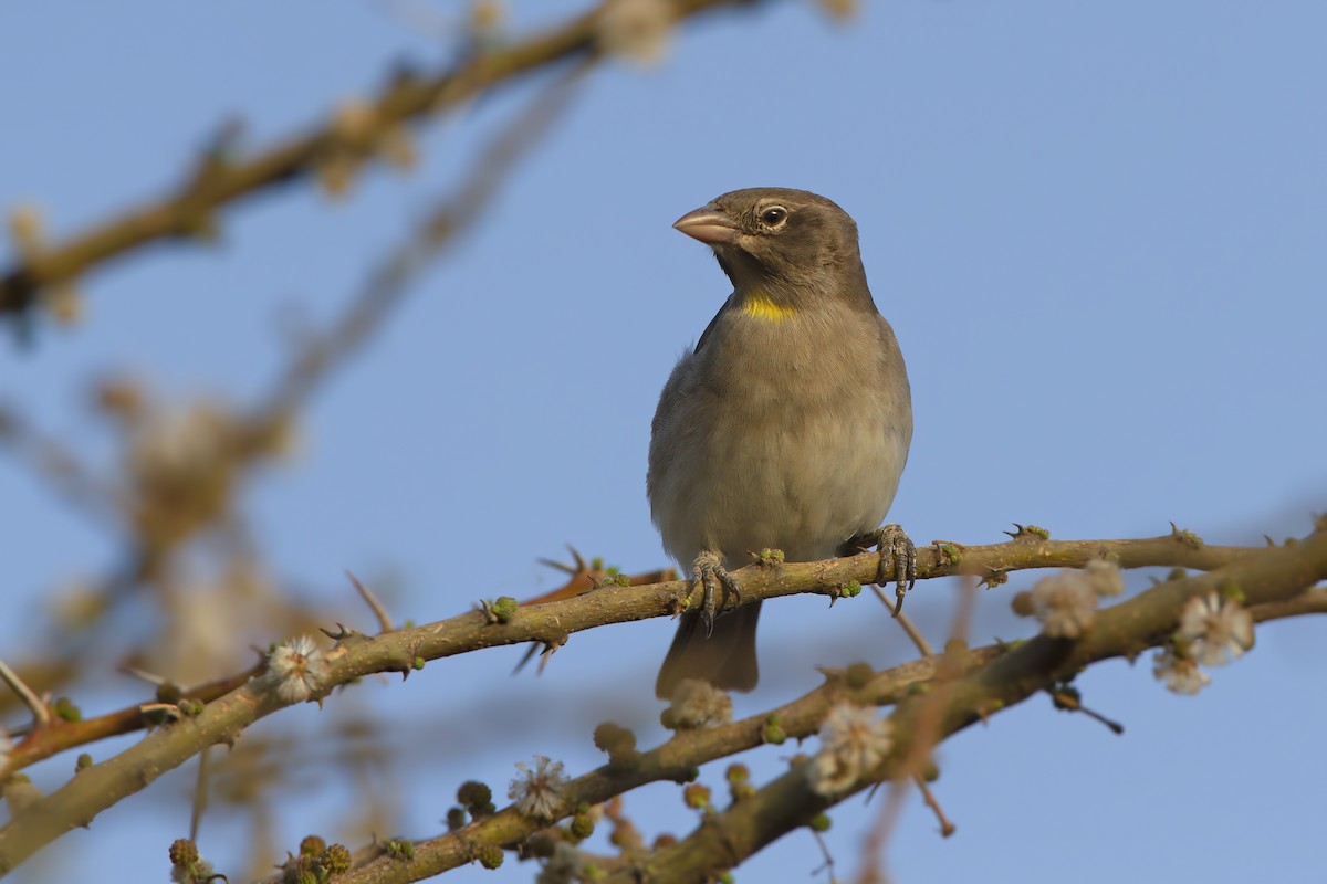 Yellow-spotted Bush Sparrow - ML211276861