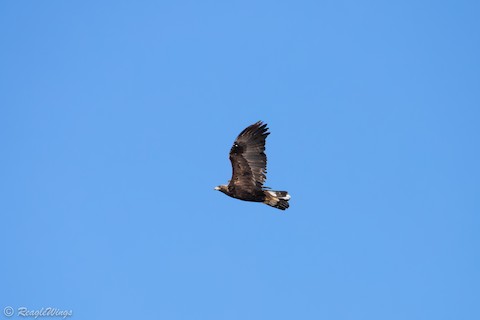 Golden Eagle - eBird