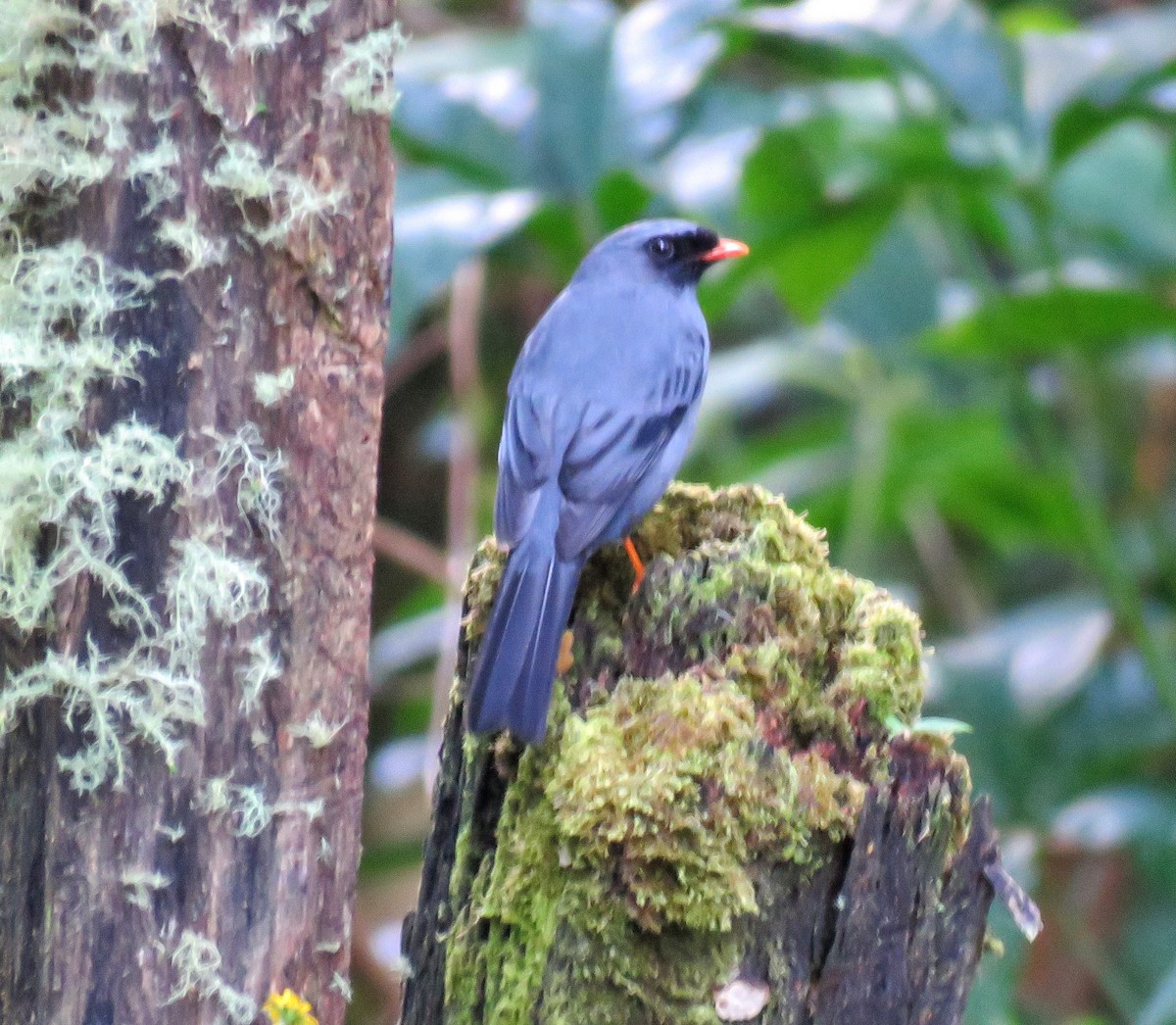 Black-faced Solitaire - ML211280001