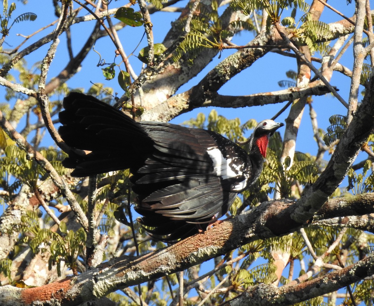 Red-throated Piping-Guan - Rene Santos