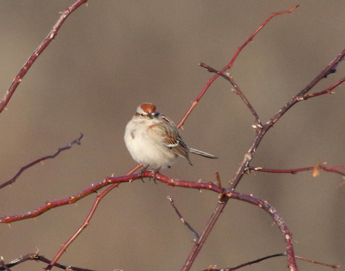 American Tree Sparrow - ML211281161