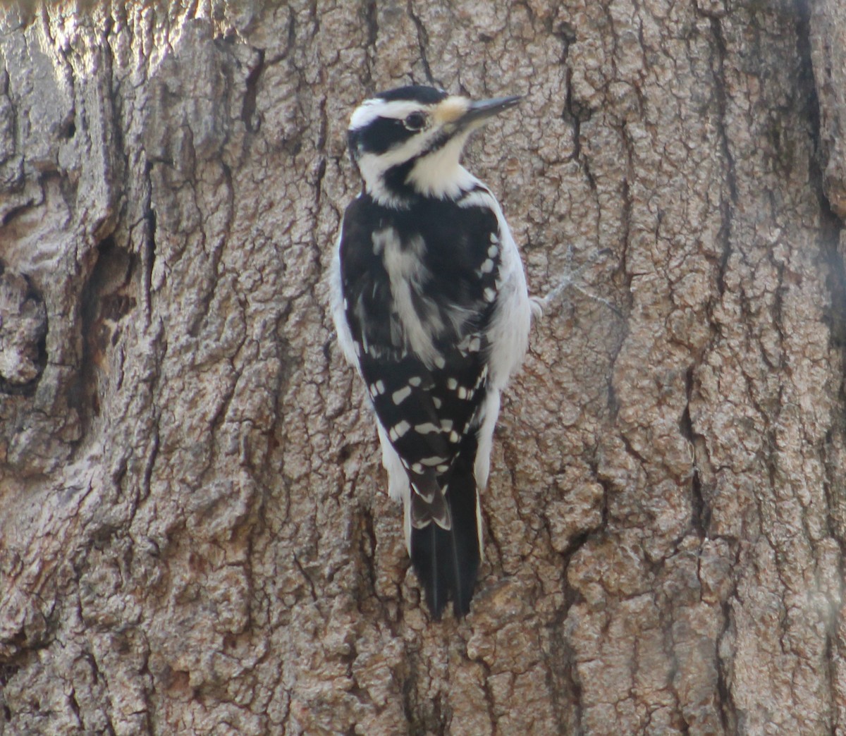Hairy Woodpecker (Eastern) - ML211282541