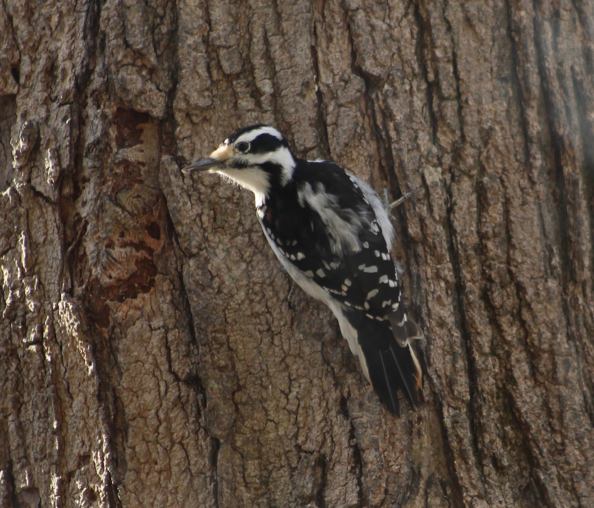 Hairy Woodpecker (Eastern) - ML211283421