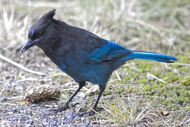 Steller's Jay Identification, All About Birds, Cornell Lab of