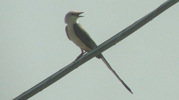 Scissor-tailed Flycatcher - Nate Swick