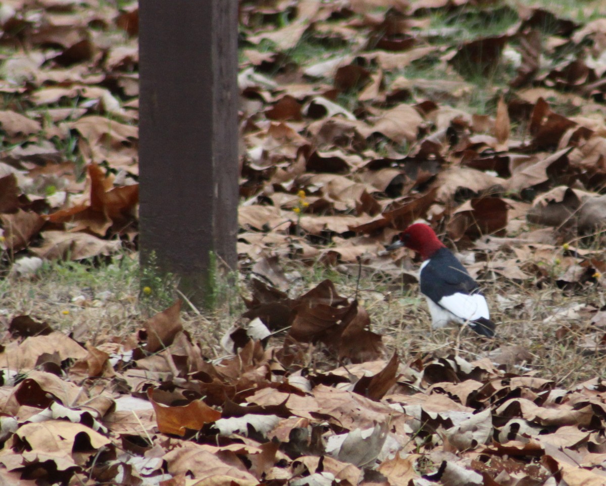 Red-headed Woodpecker - ML21128791