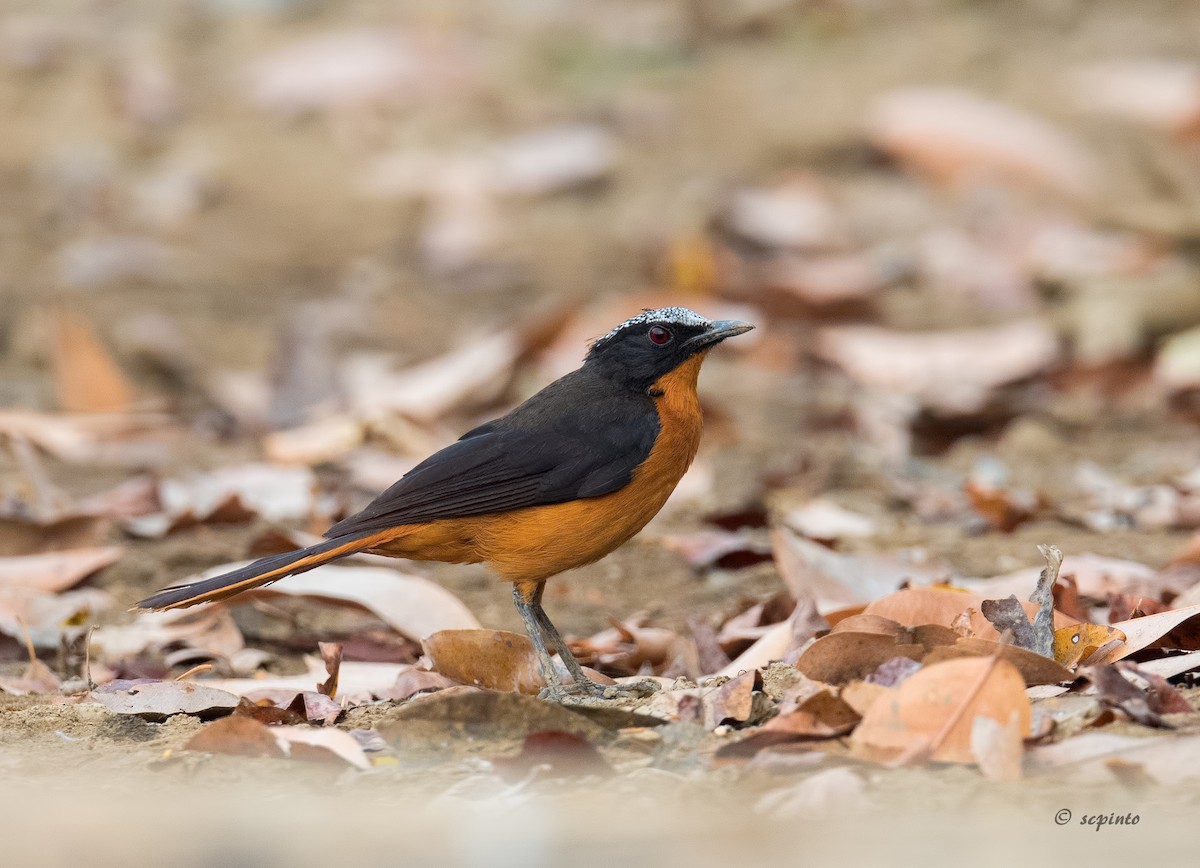 White-crowned Robin-Chat - Shailesh Pinto
