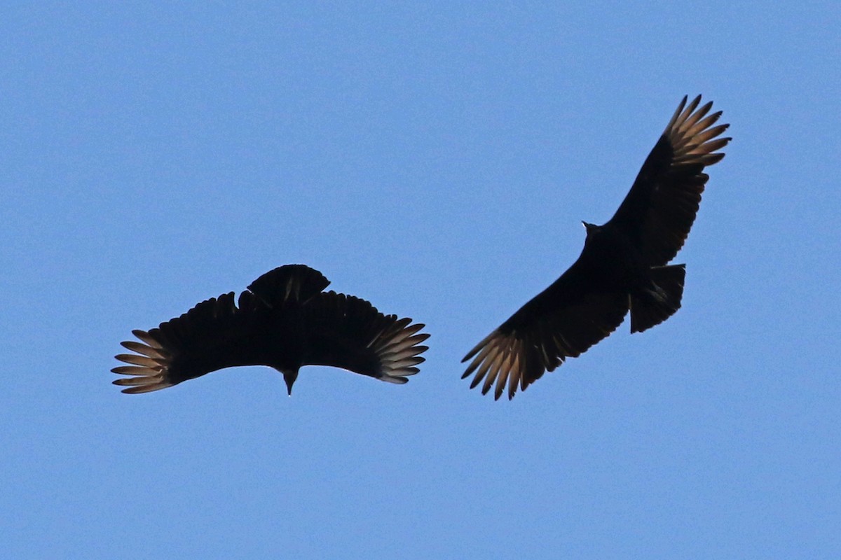Black Vulture - ML211300001