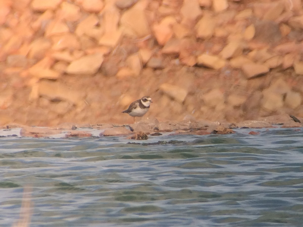 Semipalmated Plover - ML21130151
