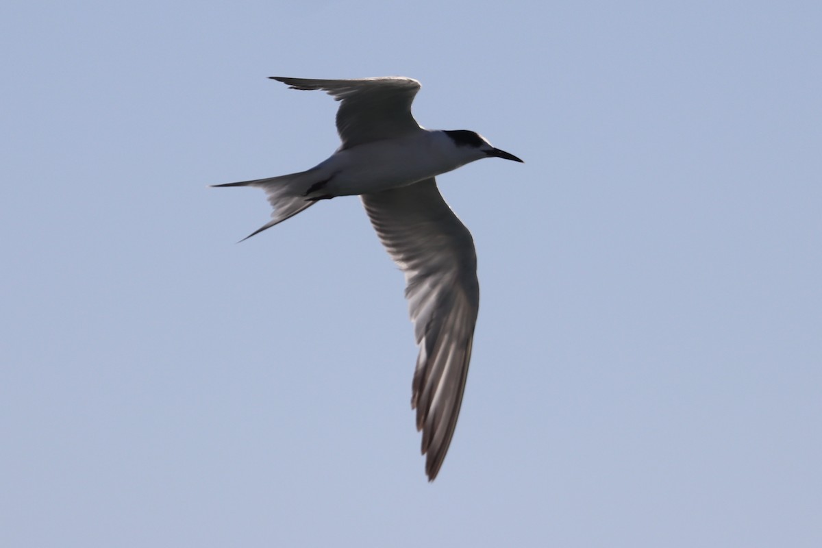Common Tern - ML211301821