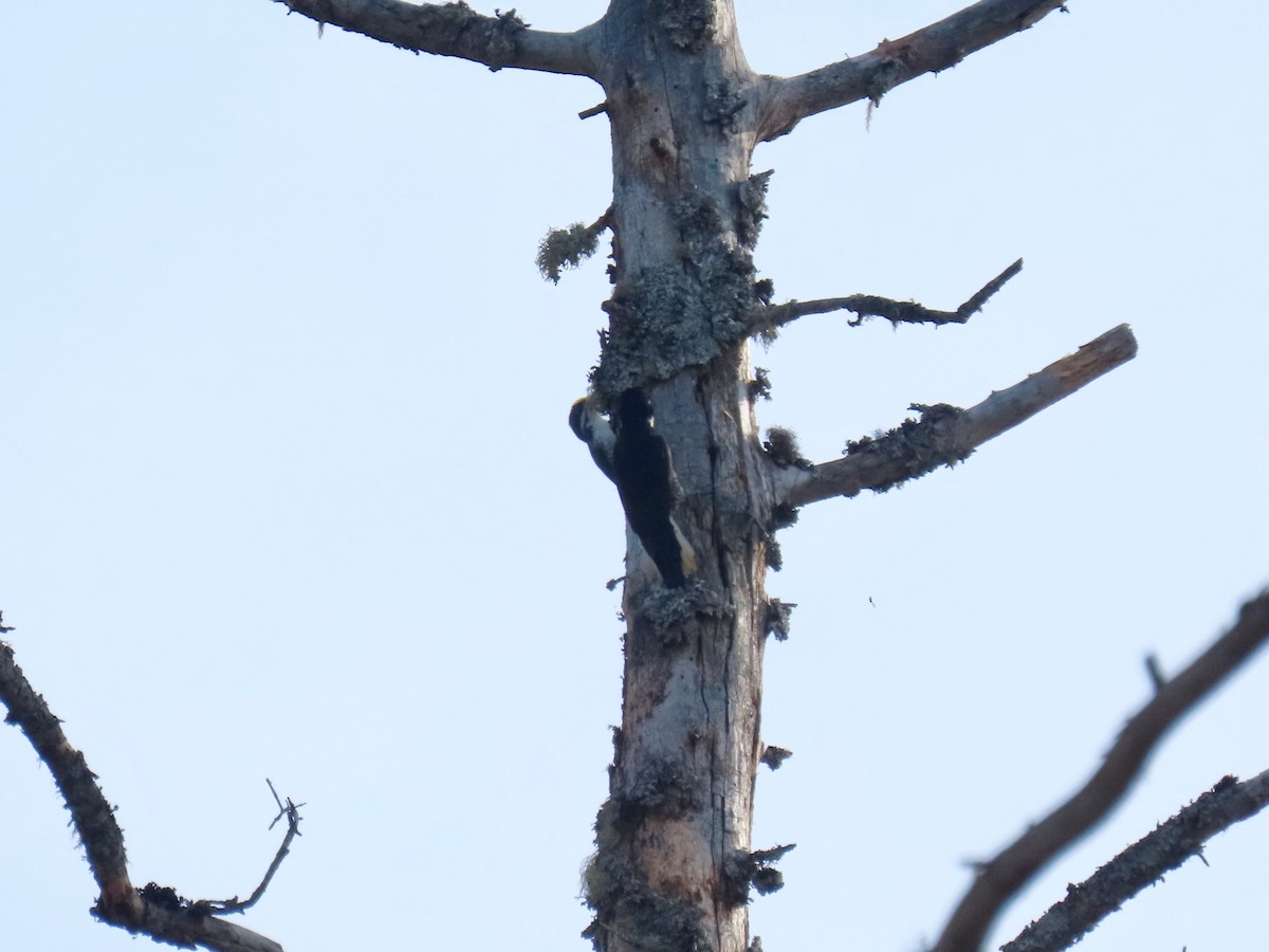 Black-backed Woodpecker - ML211302311