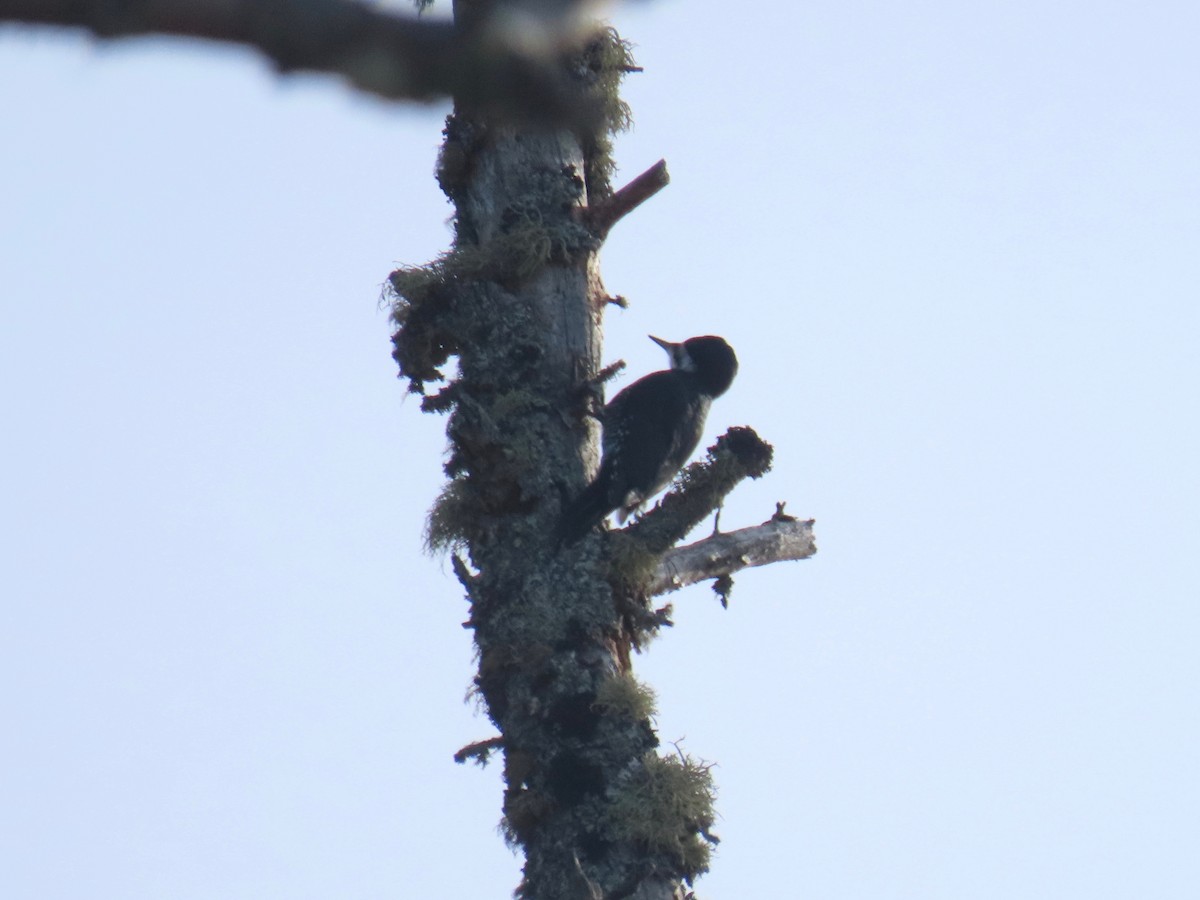 Black-backed Woodpecker - ML211302321