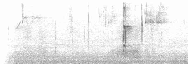 Downy Woodpecker (Eastern) - ML211302981