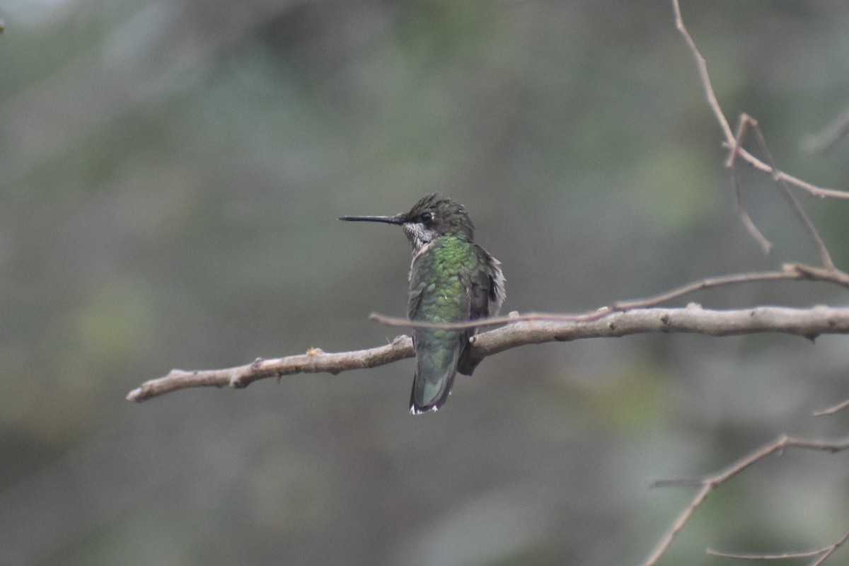 Black-chinned Hummingbird - ML211303961