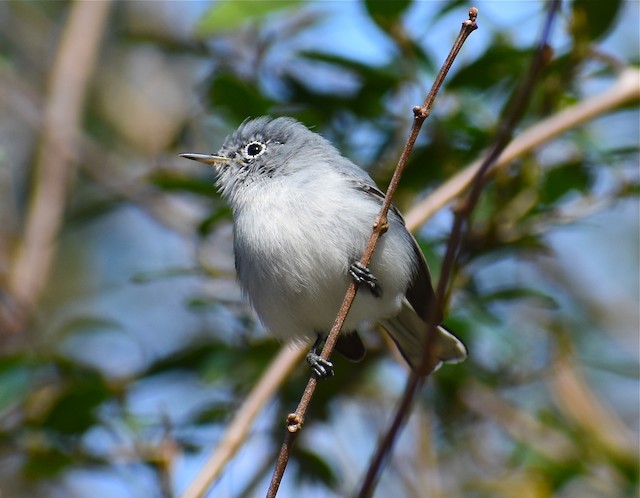 Day 69: The Blue-gray Gnatcatcher - Taylor County Big Year 2019