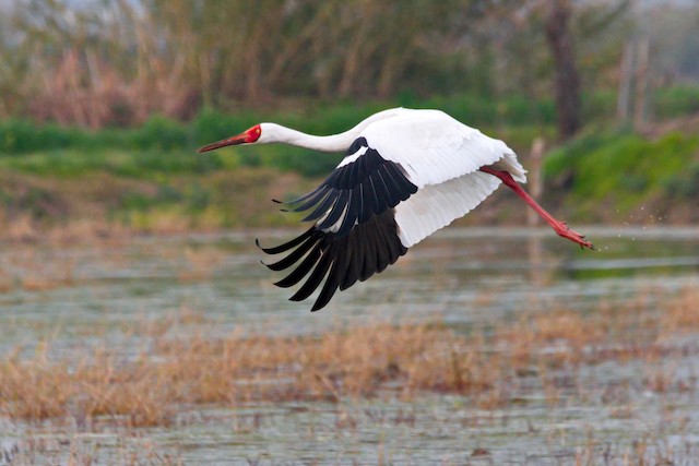 Siberian Crane - eBird