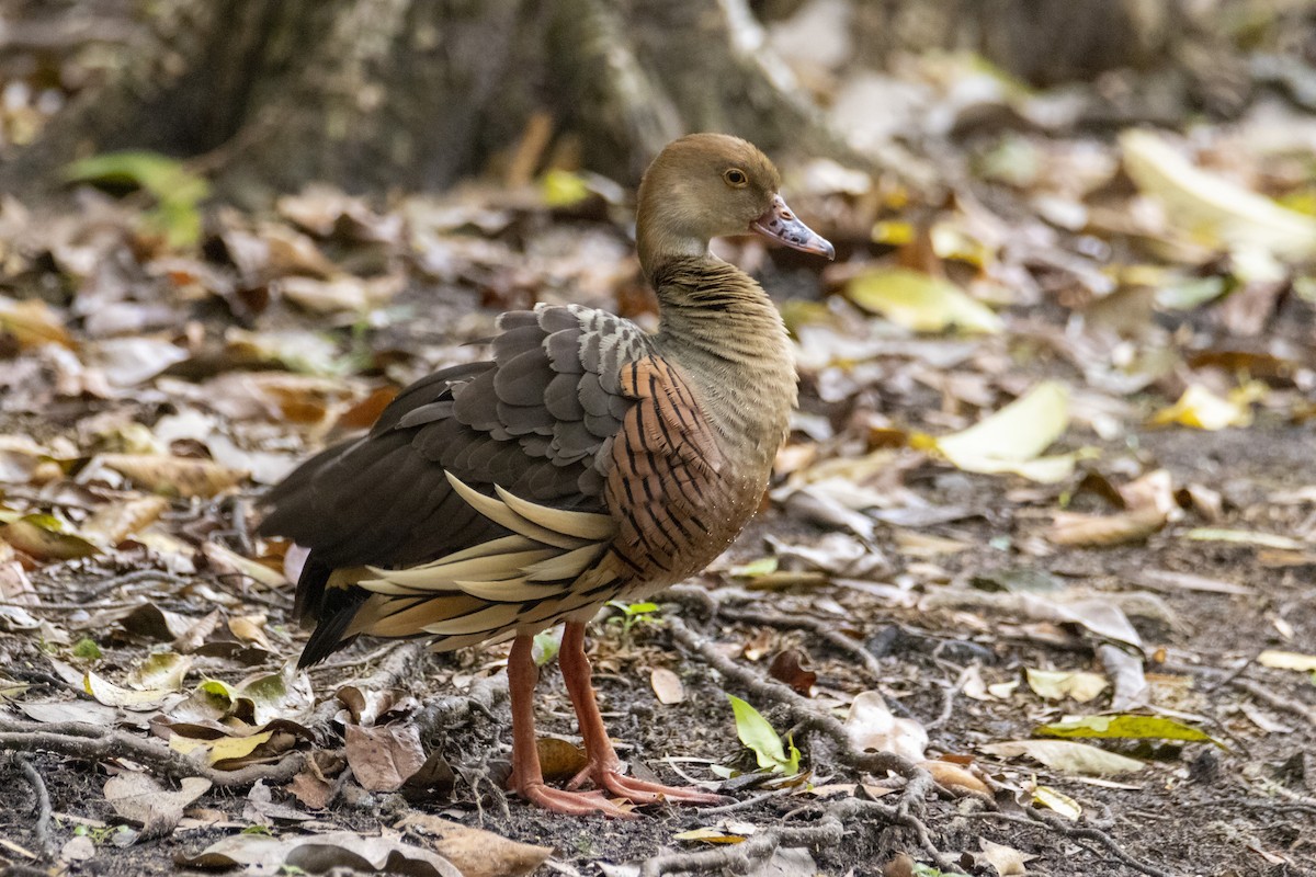 Plumed Whistling-Duck - Andreas Heikaus