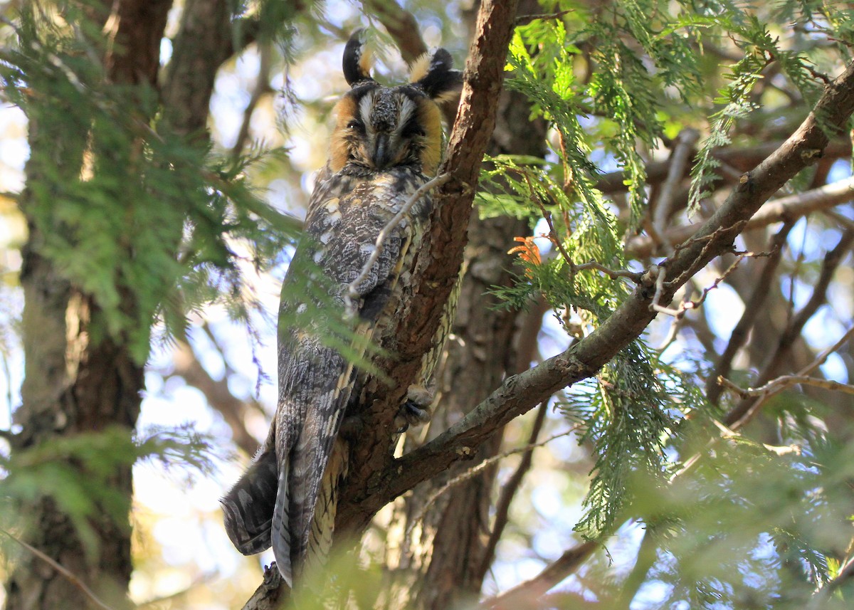 Long-eared Owl - ML211308741