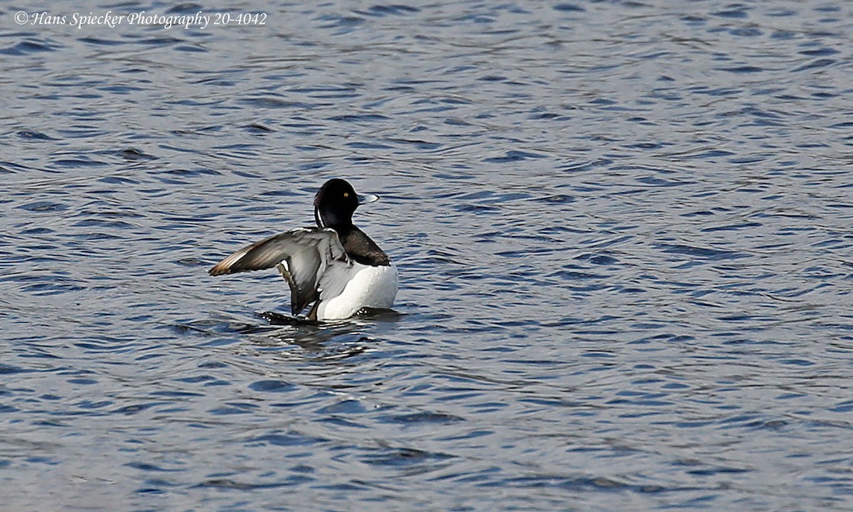 Tufted Duck - ML211308771