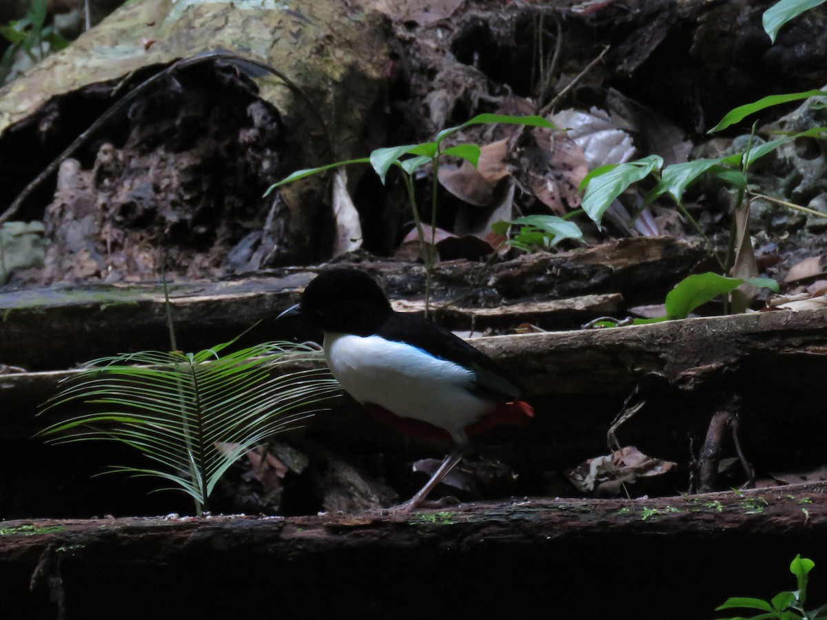 Ivory-breasted Pitta - ML211318521