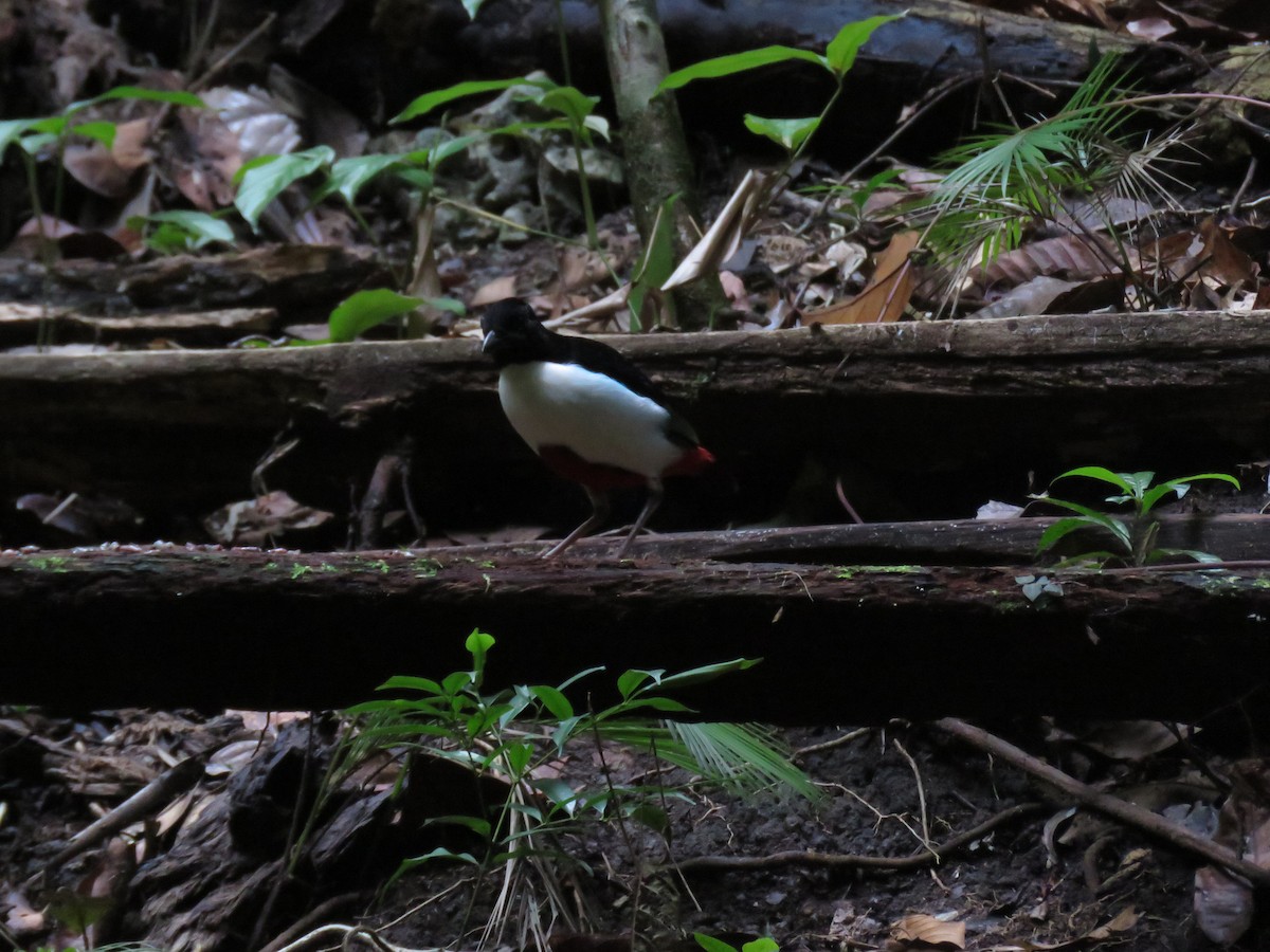 Ivory-breasted Pitta - ML211318551