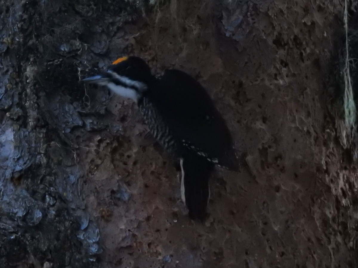 Black-backed Woodpecker - ML211319371