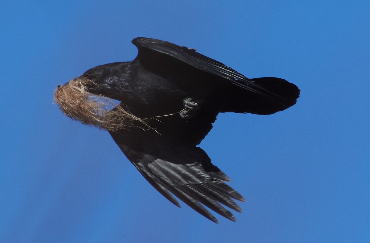 Common Raven - patrick horan