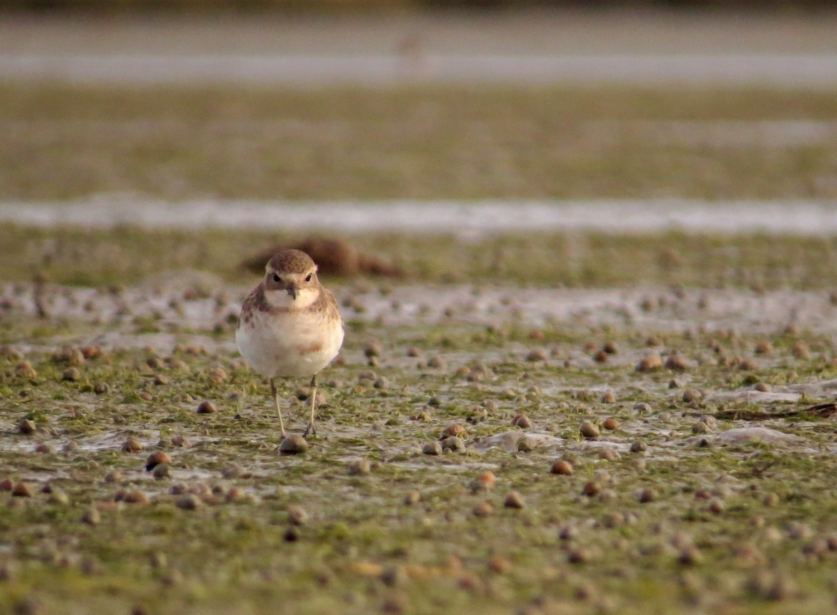 Double-banded Plover - ML211320631