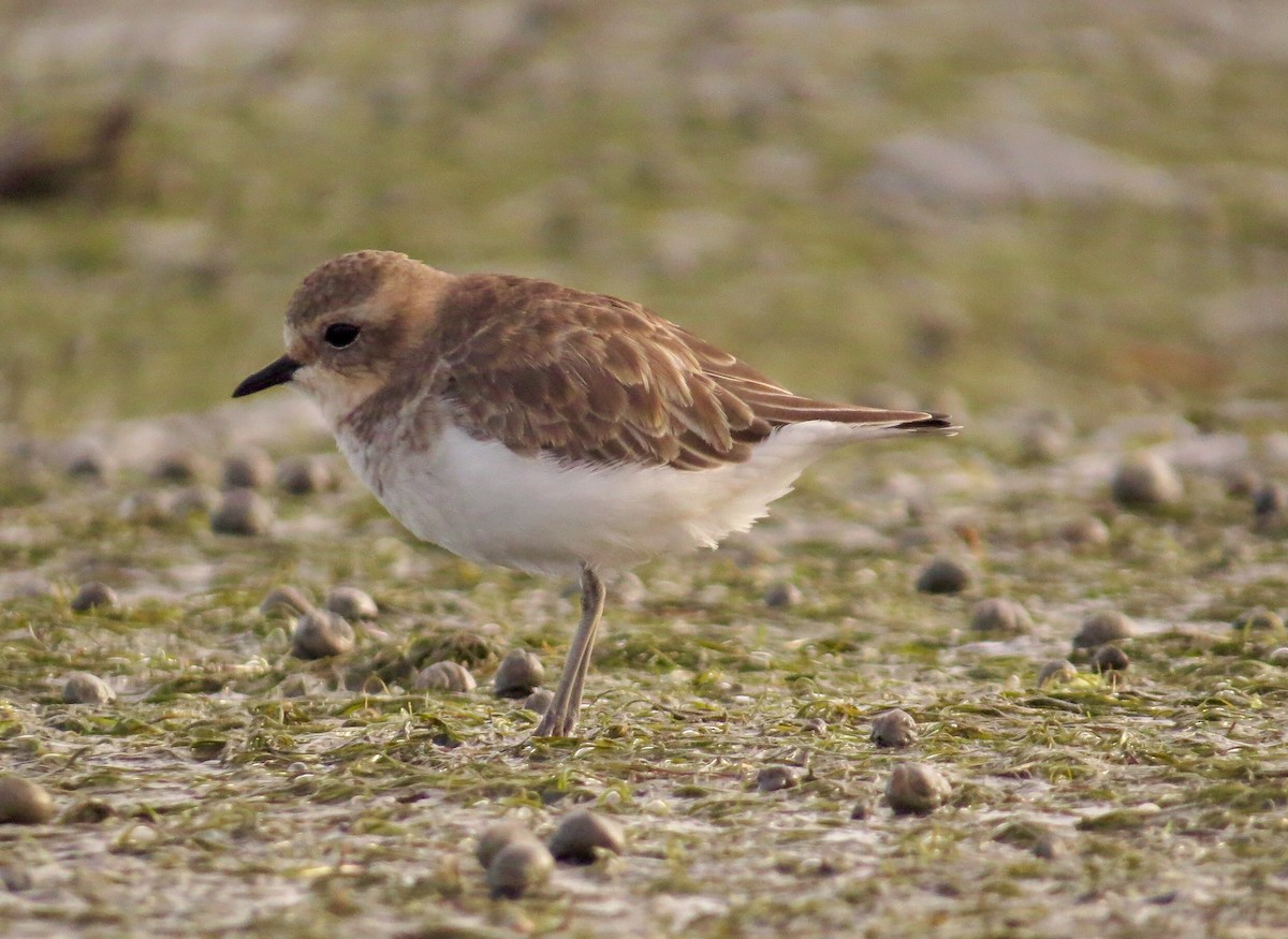 Double-banded Plover - Marie-Pierre Rainville