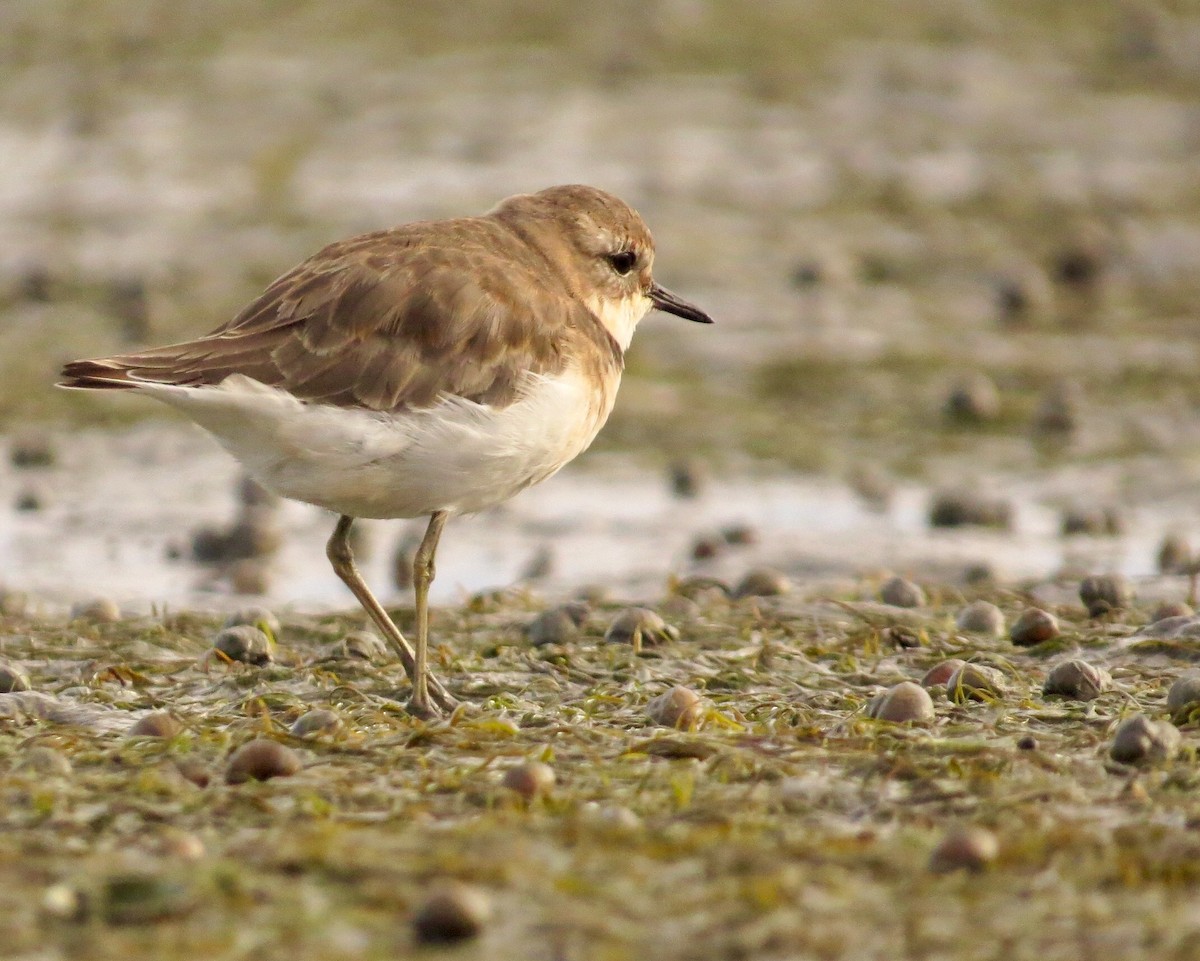 Double-banded Plover - ML211320691