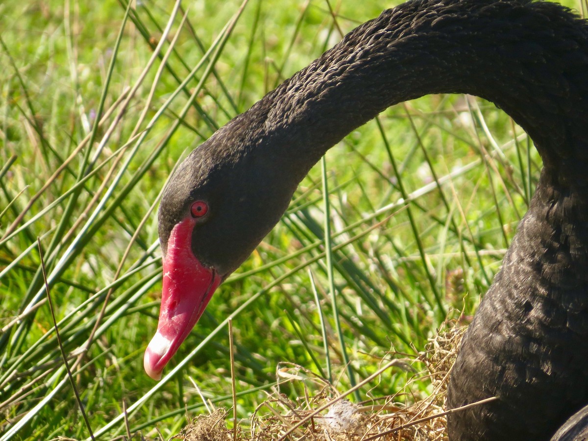 Black Swan - ML211320891