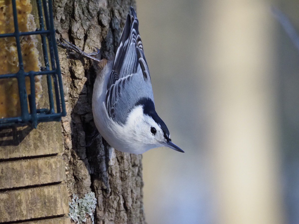 White-breasted Nuthatch - ML211320951