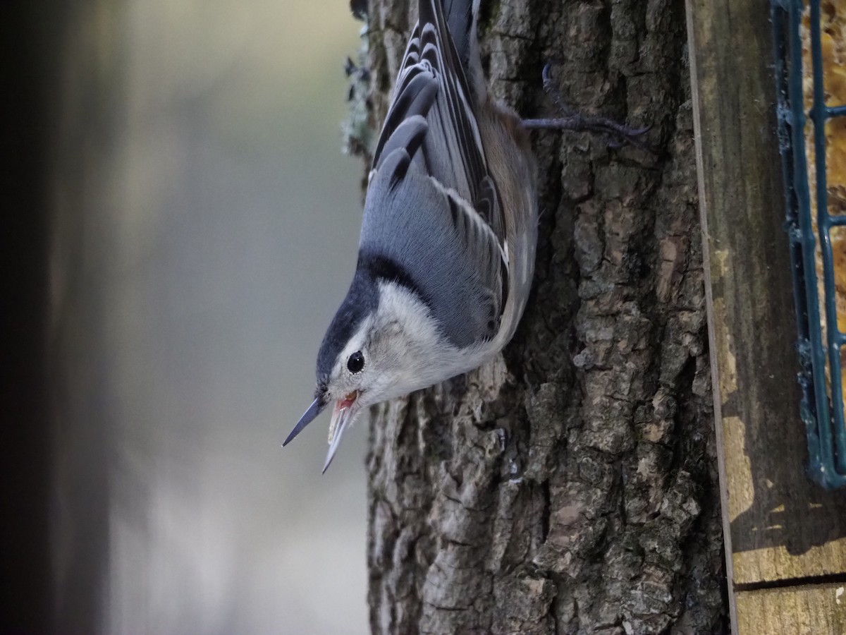 White-breasted Nuthatch - ML211321071