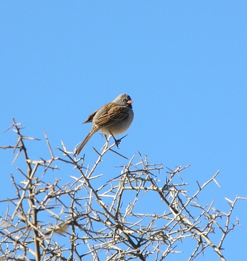 Black-chinned Sparrow - Janine McCabe