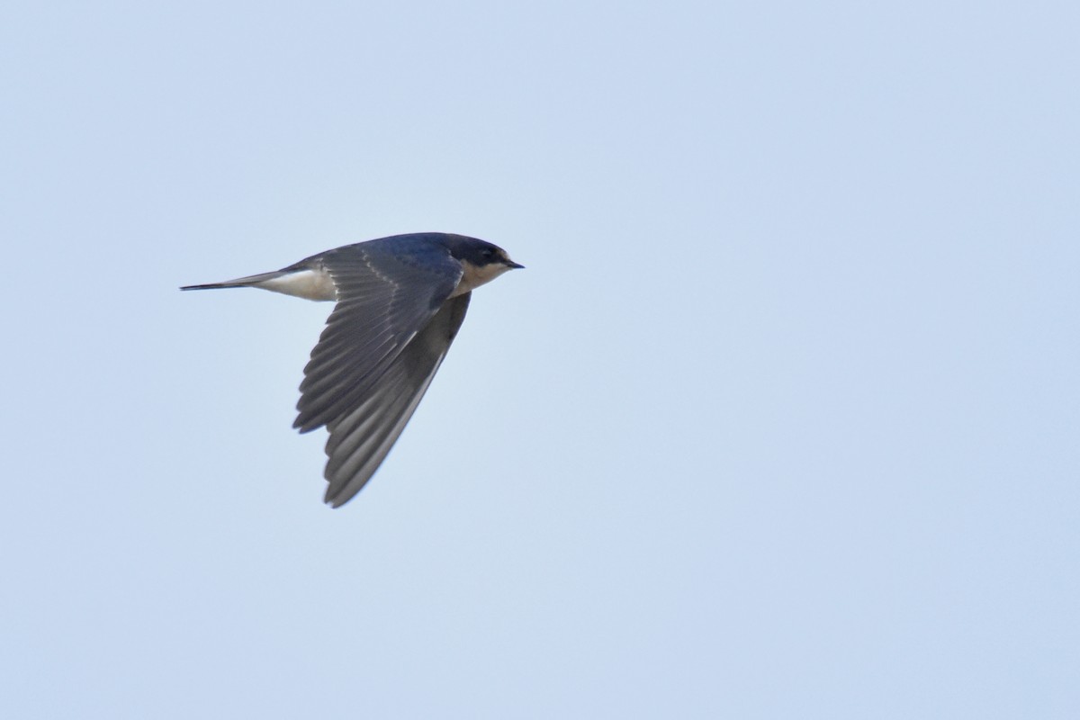 Barn Swallow - ML211325221