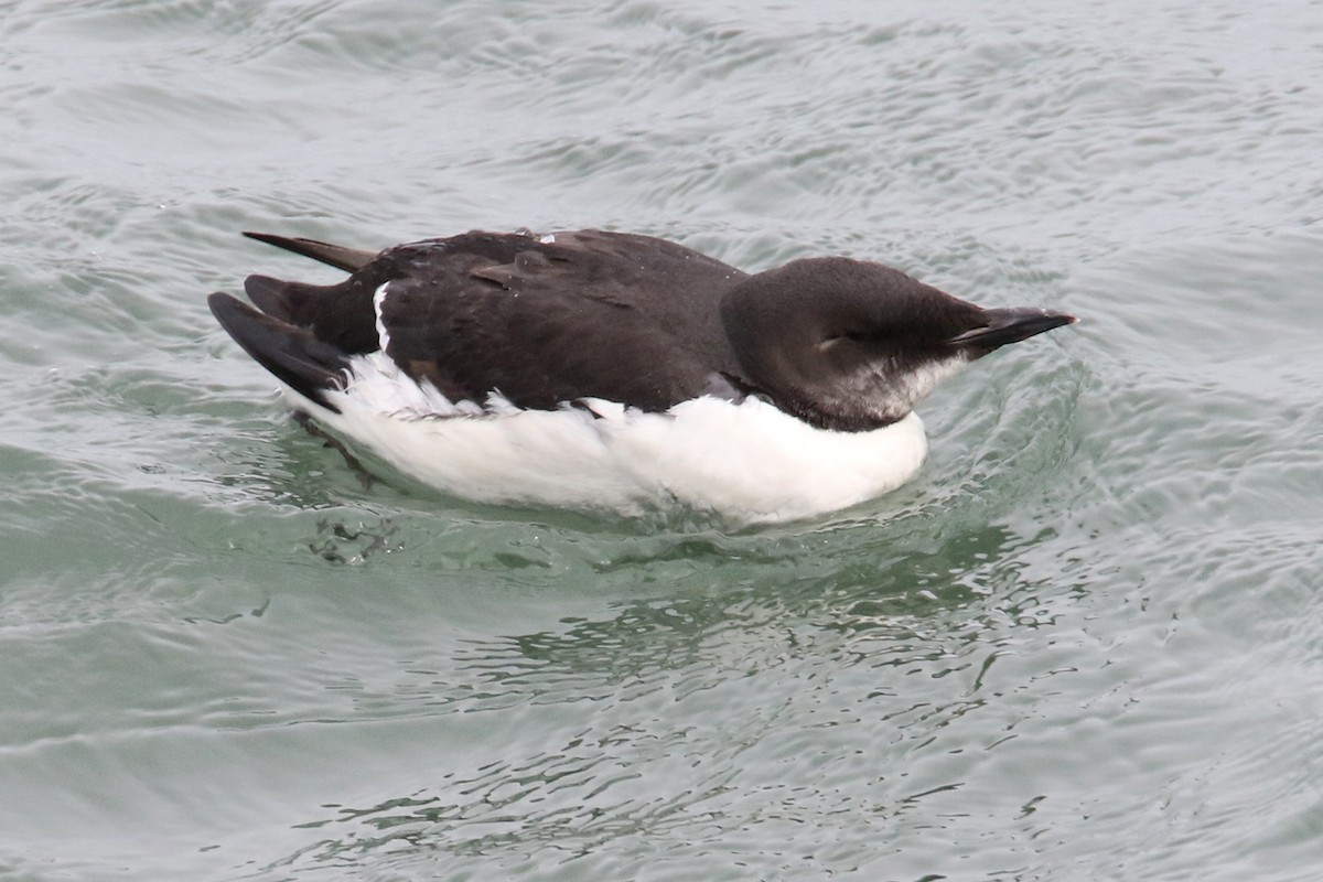 Thick-billed Murre - ML211326341