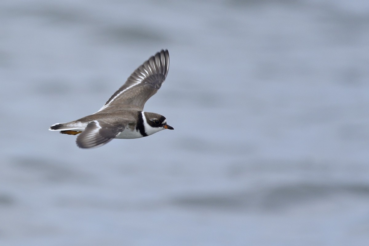 Semipalmated Plover - ML211332751