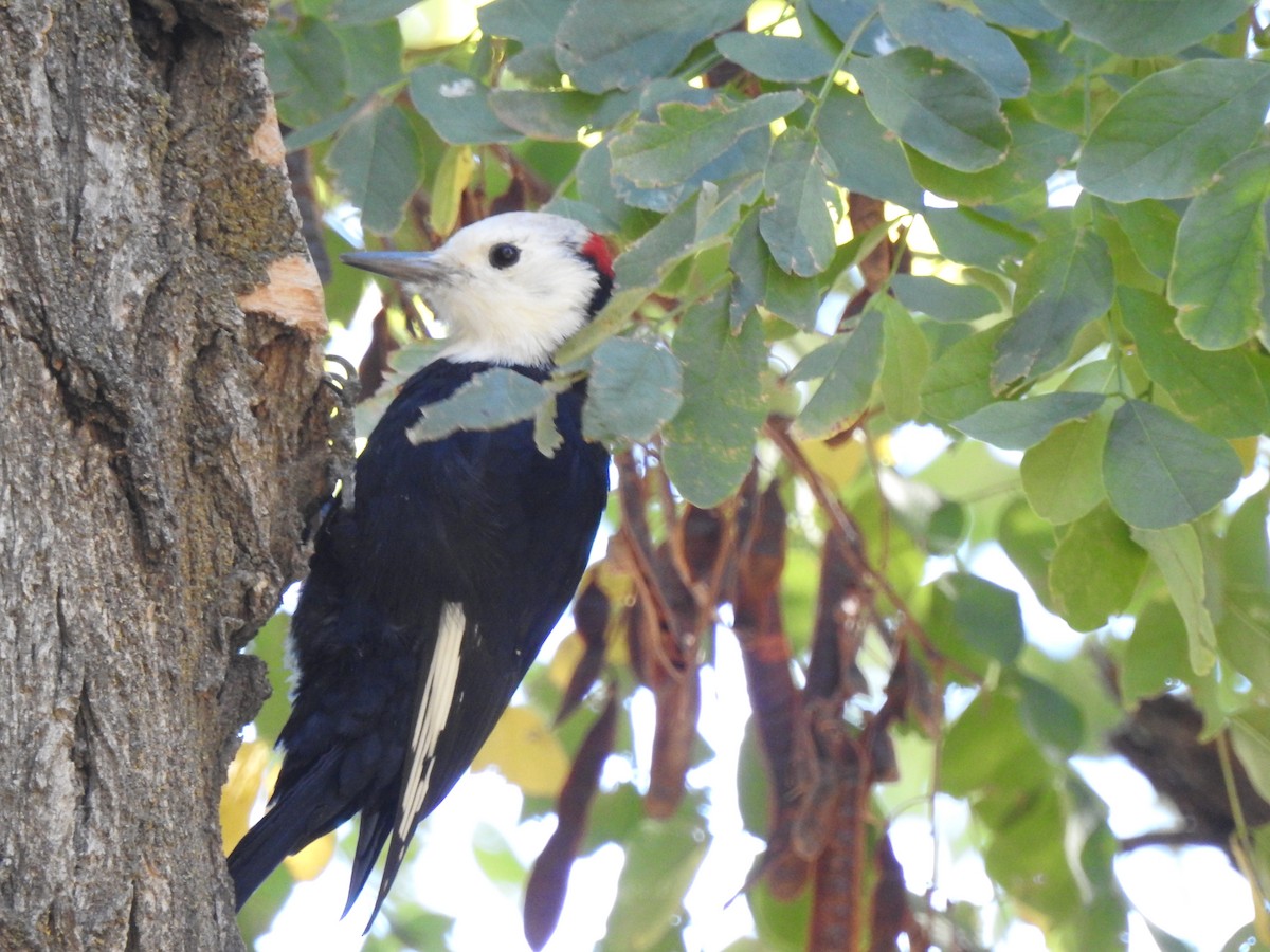 White-headed Woodpecker - Paul Grabe