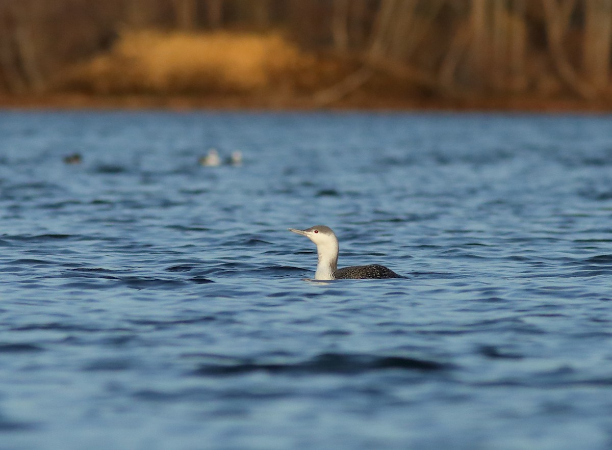 Red-throated Loon - ML21134201