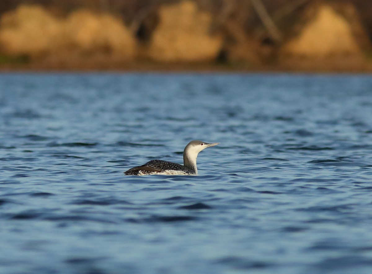 Red-throated Loon - ML21134211