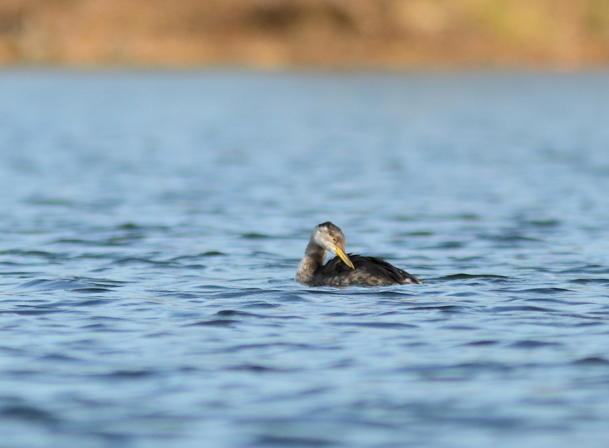 Red-necked Grebe - ML21134271