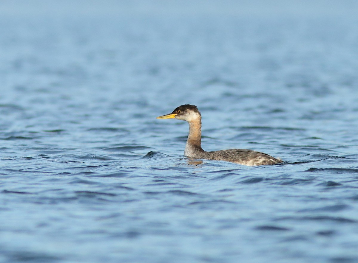 Red-necked Grebe - ML21134291