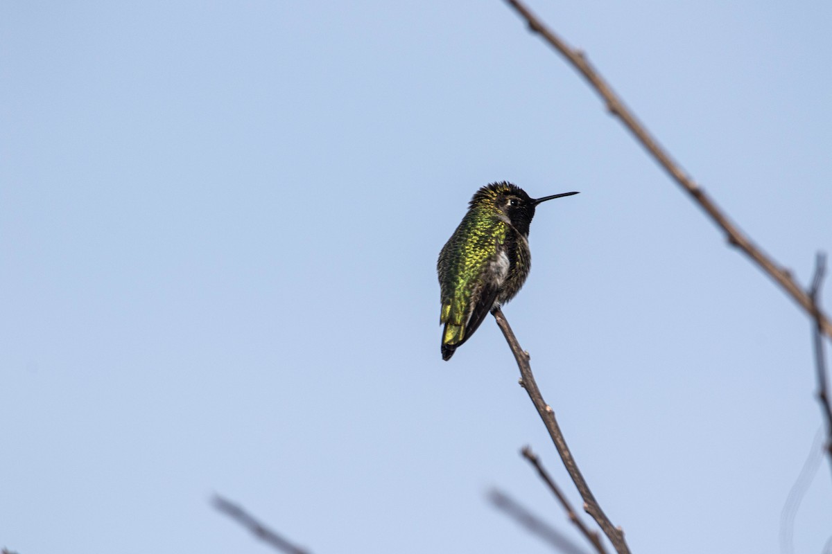Anna's Hummingbird - ML211347931
