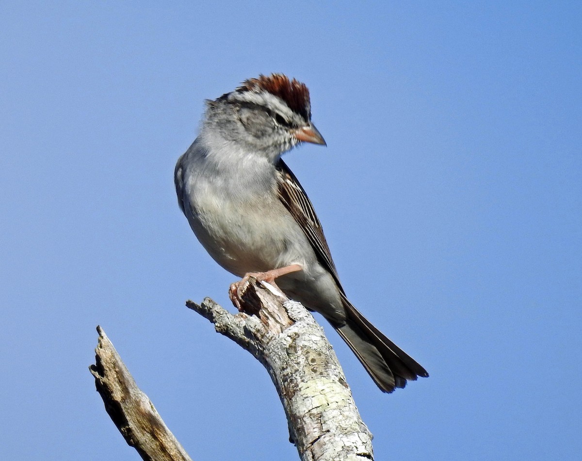 Chipping Sparrow - ML211348631